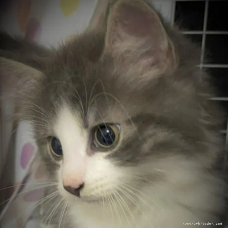 ID:2208-01013の子猫
