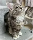 ノルウェージャンフォレストキャット【東京都・男の子・2022年11月6日・ブルークラシックタビー&ホワイト】の写真2「2月3日撮影」