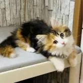 ノルウェージャンフォレストキャット【東京都・女の子・2024年6月28日・キャリコ】の写真2