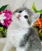 ノルウェージャンフォレストキャット【東京都・男の子・2024年7月30日・ブルータビー&ホワイト】の写真2