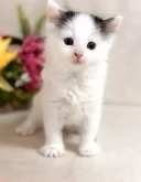 ノルウェージャンフォレストキャット【東京都・女の子・2023年12月2日・ブラウンタビー&ホワイト】の写真4「１月６日撮影」