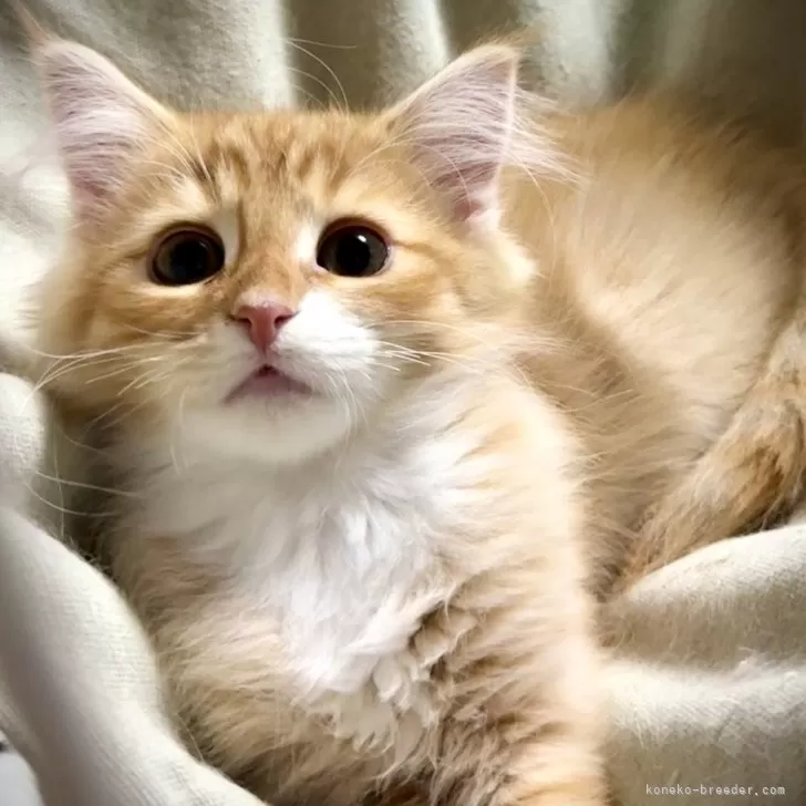 ID：2502-00817の子猫