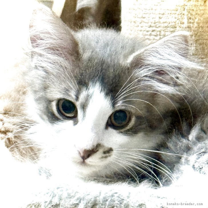 猫 原画 ノルウェージャンフォレスト #161 Photo Gallery】ノルウェージャンフォレストキャット June 2025