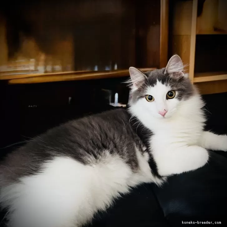 ID：2506-01611の子猫