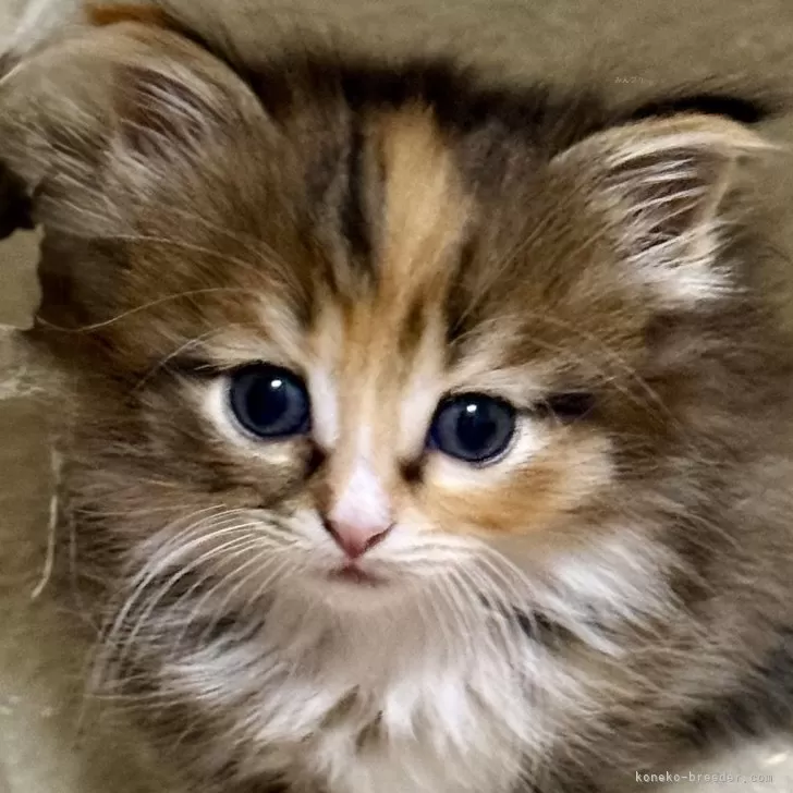 ID:2502-00469の子猫