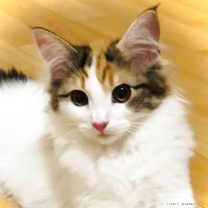 ID：2506-02011の子猫