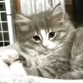 ノルウェージャンフォレストキャット