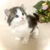 ノルウェージャンフォレストキャット