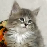 ノルウェージャンフォレストキャット