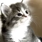 ノルウェージャンフォレストキャット