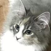 ノルウェージャンフォレストキャット