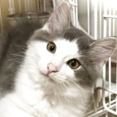 ノルウェージャンフォレストキャット