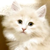 ノルウェージャンフォレストキャット