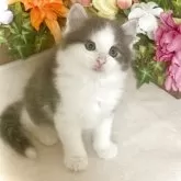 ノルウェージャンフォレストキャット