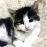 ノルウェージャンフォレストキャット