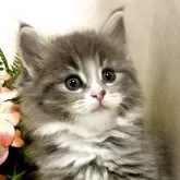 ノルウェージャンフォレストキャット