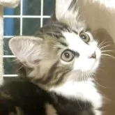 ノルウェージャンフォレストキャット