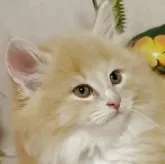 ノルウェージャンフォレストキャット