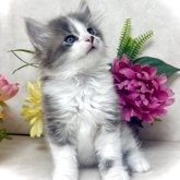 ノルウェージャンフォレストキャット