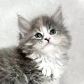 ノルウェージャンフォレストキャット