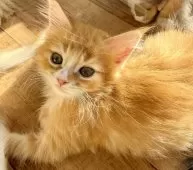 ノルウェージャンフォレストキャット【東京都・男の子・2024年12月15日・レッドタビー&ホワイト】の写真4