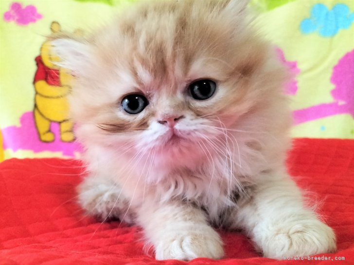 上山　富子(うえやま　とみこ)ブリーダー(奈良県・ペルシャなど・CFA/M's Cat Community登録)の紹介写真6