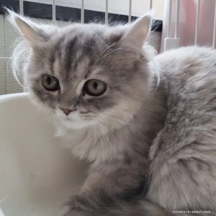 ID：2306-02952の子猫