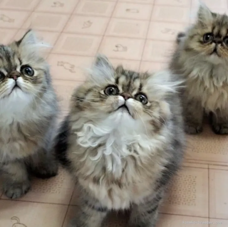 ID：2305-03249の子猫