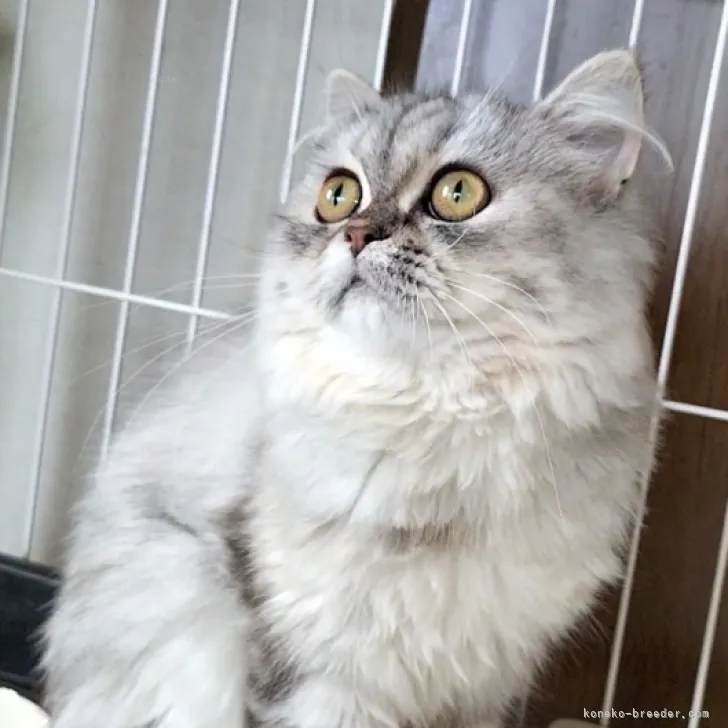 ID：2308-03229の子猫