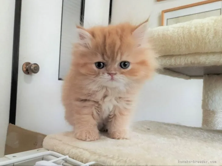 ID：2203-02538の子猫