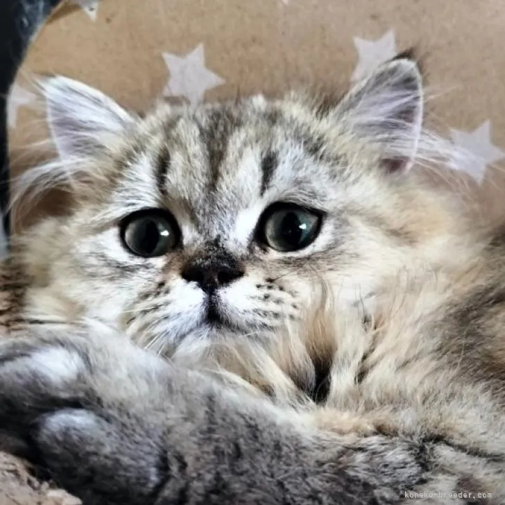 ペルシャ【奈良県・男の子・2022年4月23日・チンチラゴールデン】の写真1「ドールフェイス（目色はグリーン）」