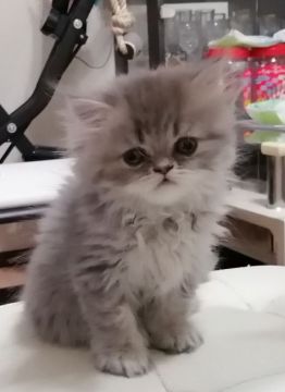 ペルシャ(チンチラ)【奈良県・女の子・2021年5月9日・ブルーチンチラゴールデン】の写真「希少カラーのブルーチンチラゴールデンの女の仔です。」