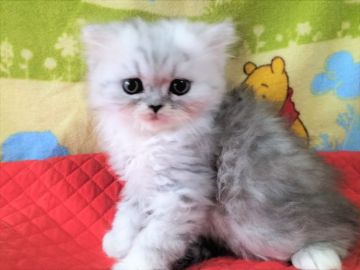 ペルシャ【奈良県・男の子・2022年2月19日・シェーデッドシルバー】の写真「甘えたで大人しい性格の男の仔です。」
