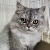 ペルシャ【奈良県・男の子・2023年3月1日・シェーデッドシルバー】の写真1