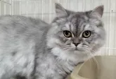 ペルシャ【奈良県・男の子・2023年3月1日・シェーデッドシルバー】の写真2