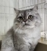 ペルシャ【奈良県・男の子・2023年3月1日・シェーデッドシルバー】の写真3