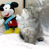 ペルシャ(チンチラ)【奈良県・女の子・2025年9月23日・ブルーチンチラゴールデン】の写真12