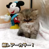 ペルシャ(チンチラ)【奈良県・女の子・2025年9月23日・ブルーチンチラゴールデン】の写真13