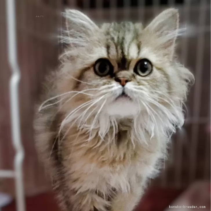 ペルシャ(チンチラ)【奈良県・男の子・2025年9月2日・チンチラゴールデン】の写真1「まん丸お目目がパパ似の男の仔」