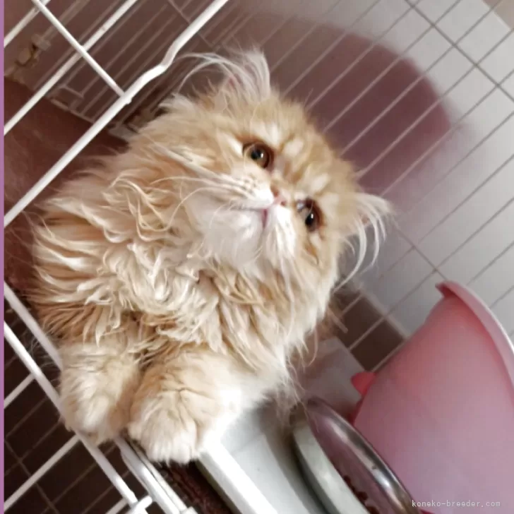 K 様のお迎えした子猫