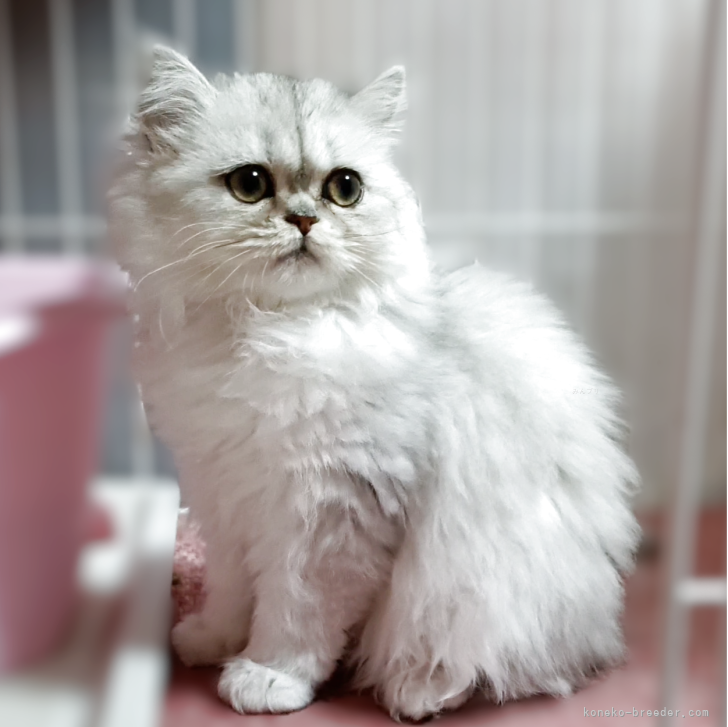 ブリーダー画像