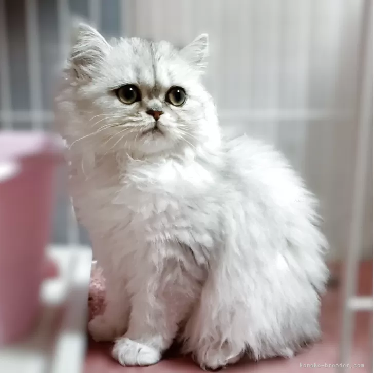 ペルシャ(チンチラ)【奈良県・女の子・2025年9月2日・チンチラシルバー】の写真1「シルクの様な毛質、まん丸お目目が可愛い女の仔」