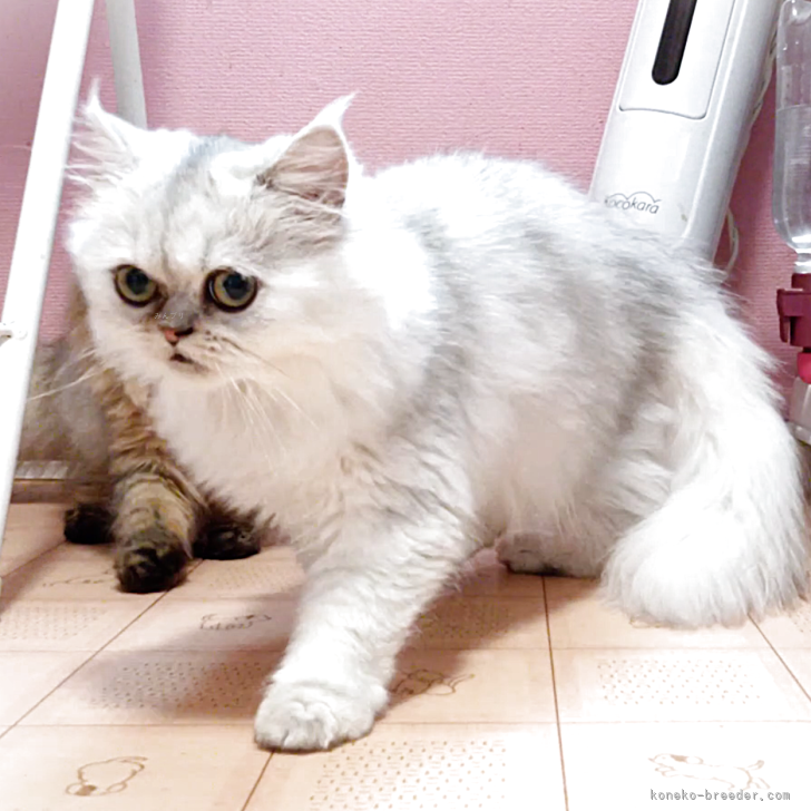 アートドール　子猫　ペルシャ 子猫 リアルで美しい小さなぬいぐるみ アートドール - ショップ