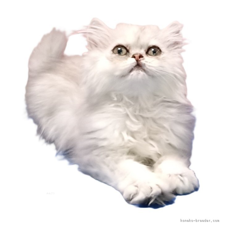ブリーダー画像