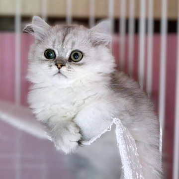 ペルシャ【奈良県・男の子・2025年8月21日・シェーデッドシルバー（長毛）】の写真「整ったお顔が可愛い男の子」