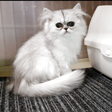 ペルシャ【奈良県・女の子・2025年8月21日・シェーデッドシルバー（長毛）】の写真「涙目ですが大きな瞳が可愛い女の仔」