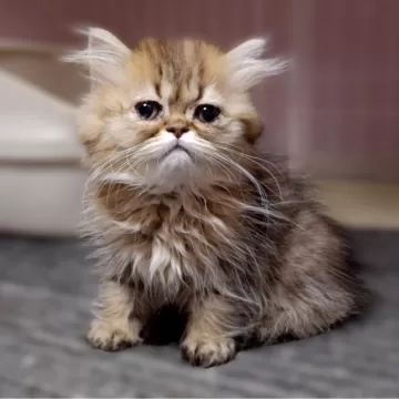 アートドール　子猫　ペルシャ 子猫 リアルで美しい小さなぬいぐるみ アートドール - ショップ