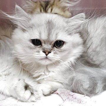 ペルシャ【奈良県・男の子・2025年8月21日・シェーデッドシルバー（長毛）】の写真「整ったお顔が可愛い男の子」
