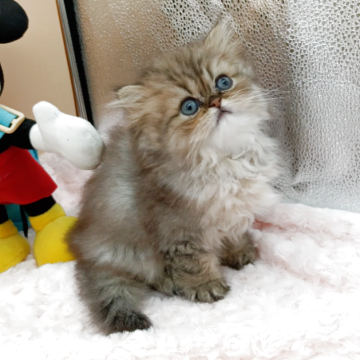 ペルシャ(チンチラ)【奈良県・女の子・2025年9月23日・ブルーチンチラゴールデン】の写真「レアーカラーのブルーチンチラゴールデンの女の仔」