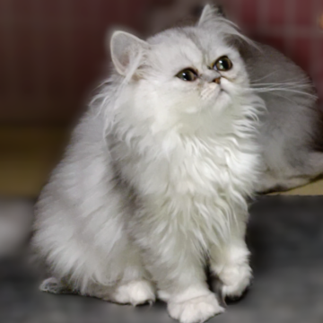 ペルシャ【奈良県・女の子・2025年8月21日・チンチラシルバー（長毛）】の写真「涙目ですが大きな瞳が可愛い女の仔」